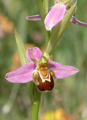 u.2.Welsh-orchid-trip-2009-072_.jpg