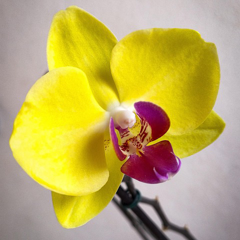 harrogateorchidsociety.co.uk